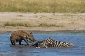 不要脸的鬣狗也真是重口味，水中斑马都不放过，还要打包带走！图片