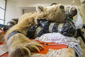 为250公斤棕熊实施手术，调集27名医护人员才顺利完成图片