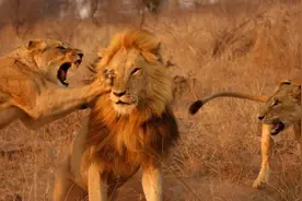 两只母狮挑战一只雄狮威严，雄狮稍一发怒它们就受不了了！图片