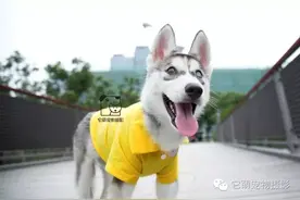 为什么狗经常喜欢抱人腿？图片