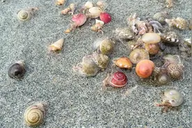 海滩上的古怪小精灵图片