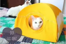 教你用“旧衣物”DIY宠物窝窝暖暖的图片