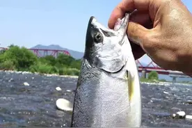 原来太平洋鲑鱼肉质颜色分有这么多种！图片