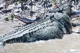 80岁巨鳄成功猎捕牛鲨，终于报得当年的失腿之痛！图片