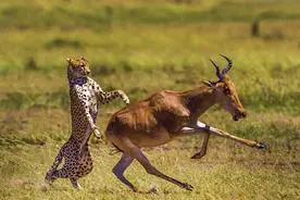 心塞！实拍猎豹追捕羚羊，但可惜的是草原上不能靠脸吃饭！图片