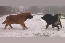 疯狂藏獒竟去挑战高加索，高加索挣脱锁链咬死藏獒图片