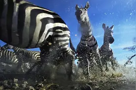 狮子追逐斑马来捕猎，谁知斑马太团结，结局哭笑不得！图片