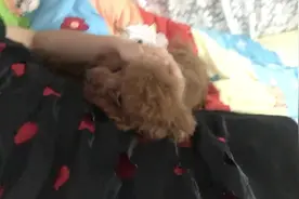 呆萌泰迪自动爬到主人身边睡觉，这撒娇小模样，萌到人心坎里了图片