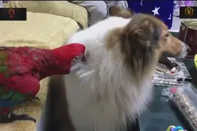 花三万买回来的金刚鹦鹉，老是欺负家里的苏牧！视频封面