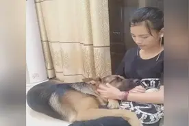 德牧耍无赖非要躺在女主人怀里睡觉，汪：谁还不是个宝宝视频封面