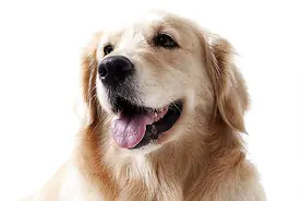 金毛狗的价格是多少呢图片