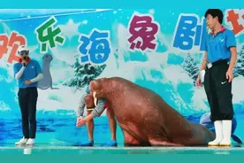 重磅福利！小梅沙海洋世界1元，深圳夏天最值得去的海洋馆！图片