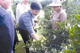 广西水果产业仍有“痛点 市场变化之反思图片