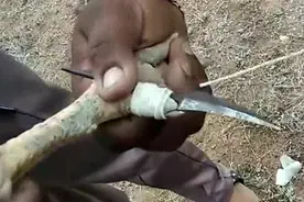 为了让斗鸡比赛更刺激，给斗鸡脚上绑锋利的刀片，何苦这样做呢