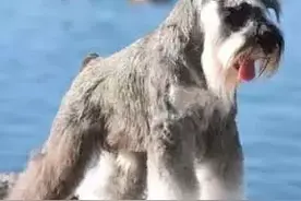 小型犬中的“战斗机”——迷你雪纳瑞图片