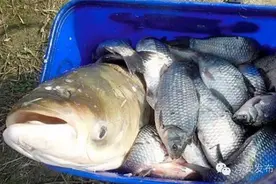 要长记性！倒卖盗捕的千岛湖鲢鳙鱼也违法图片