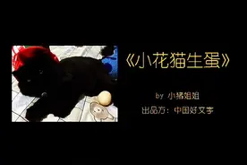 贺超叔叔讲故事——小花猫生蛋图片