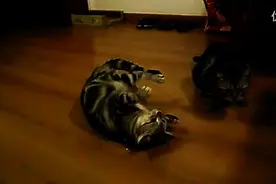 为什么猫被夹住脖子会瞬间定住？图片