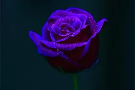 七夕，一个人的情人节图片