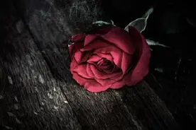 五百年前，我的爱被你掠走图片