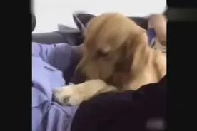 金毛狗狗太困了，腻在女主人怀里不愿意离开，还偷袭主人玩亲亲视频封面