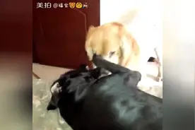 大黑汪捂着小伙伴眼睛玩亲亲，是在哪个偶像剧里，学的撩妹技能啊图片