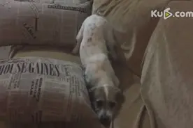 二汪也有这么萌宠的一面啊，还敢看鬼片吗图片