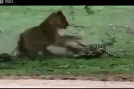 狮子豹子打架视频 动物世界狮子秒杀猎豹！老虎大战黑熊！谁是兽图片