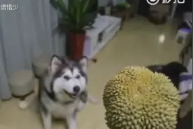 主人训练狗狗用嘴接食物，结果阿拉看到主人手里的榴莲，顿时懵逼图片