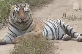 一只大老虎朝我们的镜头吐舌头，感觉萌萌的！视频封面