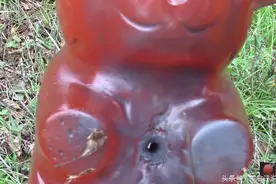 12口径猎枪轰射液氮冷冻的软糖熊，最后的结果是万万没有想到的图片