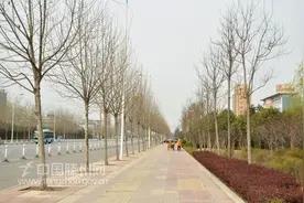 法桐夏天枯黄落叶原因有哪些？图片