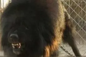 宠物《鬼獒》资料详解图片