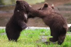 德国两只小熊打架互相抡掌，结果出现了这一幕大家都看笑了图片