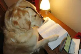 一只金毛的奢华生活，感觉活的不如狗图片