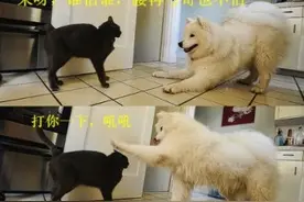 真是可爱的二狗子  表情亮瞎了图片