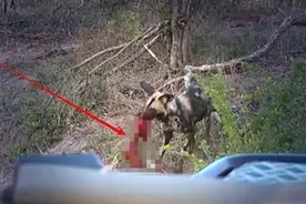 野狗群冷血猎杀即将分娩的斑羚,竟活生生将腹中宝宝扯咬出吃掉图片