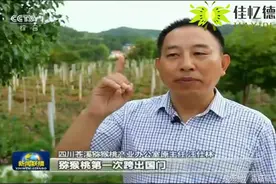 什么国产水果是国人吃不到，美国、欧洲人吃不够图片