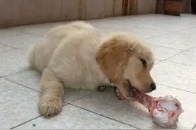 想要喂食金毛生肉，了解生肉的危害性后再谨慎的决定吧!图片