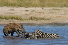 死去的斑马躺在水里，鬣狗直接从水里将斑马的生殖器打包带走！图片