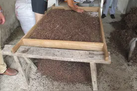 花椒是这么挑选出来的，你见过吗图片