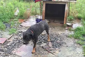 买回来看家的狗狗竟然被偷，主人报警追回后哭笑不得图片