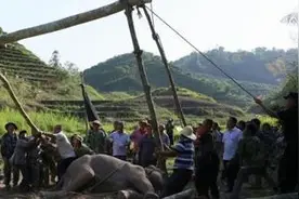 野象寻食不幸陷入泥潭，挣扎嚎叫不止引来人群结局出现逆袭！图片