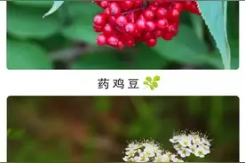 呼伦贝尔的野果开花，你见过几种？图片