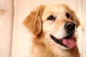 一只金毛被绑架后历经磨难逃脱牢笼，只为寻回曾经的主人图片