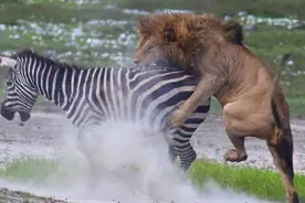 雄狮捕猎斑马不成反遭频繁踹脸，斑马逃脱：机智如我！图片