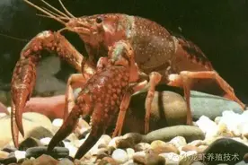 小龙虾的寿命和生命周期图片