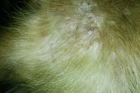 狗狗得了皮肤病，肚子上有小脓包，都折腾了大半年了！图片