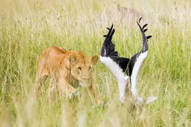 哺乳期的母狮因抚育幼崽独自外出找食物，飞身捕白鹤图片