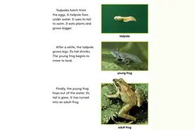 从蝌蚪到青蛙的进化过程用英语描述原来这么简单图片